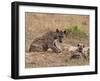 Spotted Hyaena (Crocuta Crocuta), Masai Mara, Kenya, East Africa, Africa-Sergio Pitamitz-Framed Photographic Print