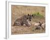 Spotted Hyaena (Crocuta Crocuta), Masai Mara, Kenya, East Africa, Africa-Sergio Pitamitz-Framed Photographic Print