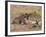 Spotted Hyaena (Crocuta Crocuta), Masai Mara, Kenya, East Africa, Africa-Sergio Pitamitz-Framed Photographic Print