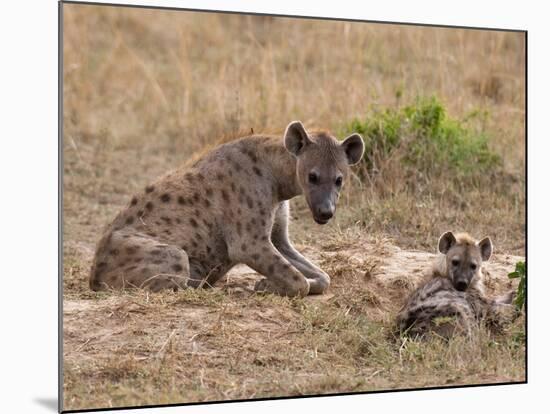 Spotted Hyaena (Crocuta Crocuta), Masai Mara, Kenya, East Africa, Africa-Sergio Pitamitz-Mounted Photographic Print