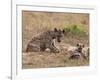 Spotted Hyaena (Crocuta Crocuta), Masai Mara, Kenya, East Africa, Africa-Sergio Pitamitz-Framed Photographic Print