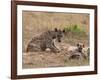 Spotted Hyaena (Crocuta Crocuta), Masai Mara, Kenya, East Africa, Africa-Sergio Pitamitz-Framed Photographic Print