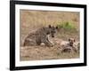 Spotted Hyaena (Crocuta Crocuta), Masai Mara, Kenya, East Africa, Africa-Sergio Pitamitz-Framed Photographic Print