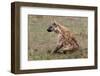 Spotted Hyaena (Crocuta Crocuta), Masai Mara, Kenya, East Africa, Africa-Sergio Pitamitz-Framed Photographic Print