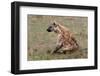 Spotted Hyaena (Crocuta Crocuta), Masai Mara, Kenya, East Africa, Africa-Sergio Pitamitz-Framed Photographic Print