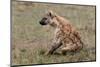 Spotted Hyaena (Crocuta Crocuta), Masai Mara, Kenya, East Africa, Africa-Sergio Pitamitz-Mounted Photographic Print