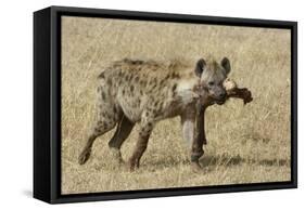 Spotted Hyaena-Hal Beral-Framed Stretched Canvas