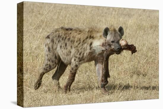 Spotted Hyaena-Hal Beral-Stretched Canvas