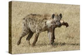 Spotted Hyaena-Hal Beral-Stretched Canvas