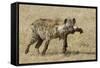 Spotted Hyaena-Hal Beral-Framed Stretched Canvas