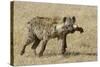 Spotted Hyaena-Hal Beral-Stretched Canvas