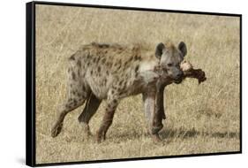 Spotted Hyaena-Hal Beral-Framed Stretched Canvas