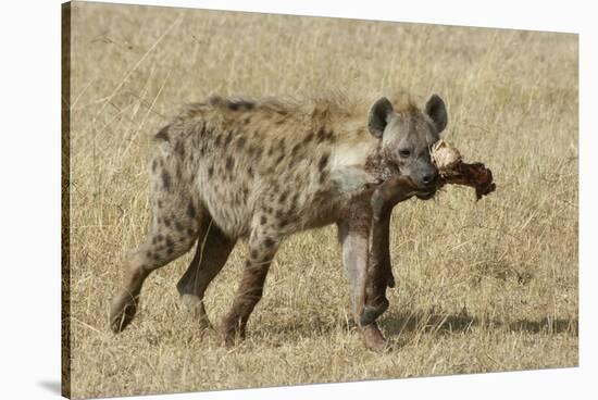 Spotted Hyaena-Hal Beral-Stretched Canvas
