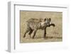 Spotted Hyaena-Hal Beral-Framed Premium Photographic Print
