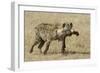 Spotted Hyaena-Hal Beral-Framed Photographic Print