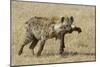 Spotted Hyaena-Hal Beral-Mounted Photographic Print