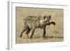 Spotted Hyaena-Hal Beral-Framed Photographic Print