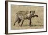 Spotted Hyaena-Hal Beral-Framed Photographic Print