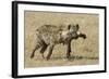 Spotted Hyaena-Hal Beral-Framed Photographic Print