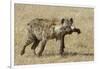 Spotted Hyaena-Hal Beral-Framed Photographic Print