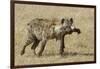 Spotted Hyaena-Hal Beral-Framed Photographic Print