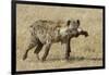 Spotted Hyaena-Hal Beral-Framed Photographic Print