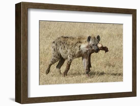 Spotted Hyaena-Hal Beral-Framed Photographic Print