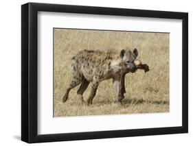 Spotted Hyaena-Hal Beral-Framed Photographic Print