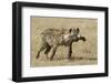 Spotted Hyaena-Hal Beral-Framed Photographic Print