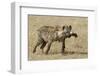 Spotted Hyaena-Hal Beral-Framed Photographic Print