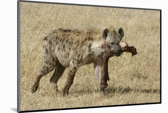 Spotted Hyaena-Hal Beral-Mounted Photographic Print