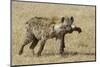 Spotted Hyaena-Hal Beral-Mounted Photographic Print