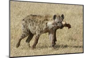 Spotted Hyaena-Hal Beral-Mounted Photographic Print