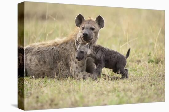 Spotted Hyena and Pup-Paul Souders-Stretched Canvas