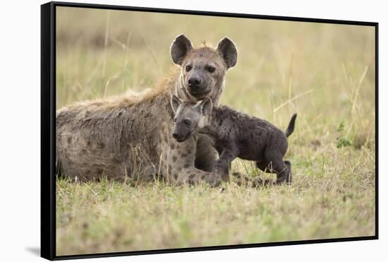 Spotted Hyena and Pup-Paul Souders-Framed Stretched Canvas