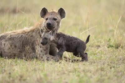 https://imgc.allpostersimages.com/img/posters/spotted-hyena-and-pup_u-L-PZND480.jpg?artPerspective=n