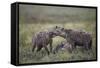 Spotted Hyena (Crocuta Crocuta) at a Blue Wildebeest (Brindled Gnu) Carcass-James Hager-Framed Stretched Canvas