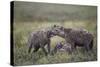 Spotted Hyena (Crocuta Crocuta) at a Blue Wildebeest (Brindled Gnu) Carcass-James Hager-Stretched Canvas