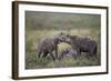 Spotted Hyena (Crocuta Crocuta) at a Blue Wildebeest (Brindled Gnu) Carcass-James Hager-Framed Photographic Print