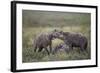 Spotted Hyena (Crocuta Crocuta) at a Blue Wildebeest (Brindled Gnu) Carcass-James Hager-Framed Photographic Print