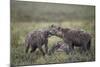 Spotted Hyena (Crocuta Crocuta) at a Blue Wildebeest (Brindled Gnu) Carcass-James Hager-Mounted Photographic Print