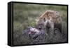 Spotted Hyena (Crocuta Crocuta) at a Blue Wildebeest Carcass-James Hager-Framed Stretched Canvas