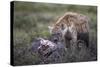 Spotted Hyena (Crocuta Crocuta) at a Blue Wildebeest Carcass-James Hager-Stretched Canvas