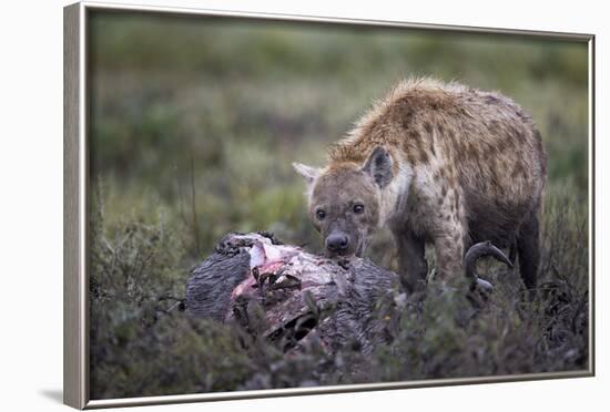 Spotted Hyena (Crocuta Crocuta) at a Blue Wildebeest Carcass-James Hager-Framed Photographic Print