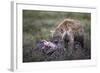 Spotted Hyena (Crocuta Crocuta) at a Blue Wildebeest Carcass-James Hager-Framed Photographic Print