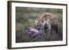 Spotted Hyena (Crocuta Crocuta) at a Blue Wildebeest Carcass-James Hager-Framed Photographic Print