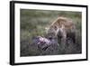 Spotted Hyena (Crocuta Crocuta) at a Blue Wildebeest Carcass-James Hager-Framed Photographic Print