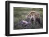 Spotted Hyena (Crocuta Crocuta) at a Blue Wildebeest Carcass-James Hager-Framed Photographic Print