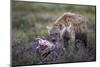 Spotted Hyena (Crocuta Crocuta) at a Blue Wildebeest Carcass-James Hager-Mounted Photographic Print