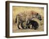 Spotted Hyena, Crocuta Crocuta, Cub Greeting Adult, Kruger National Park, South Africa, Africa-Ann & Steve Toon-Framed Photographic Print